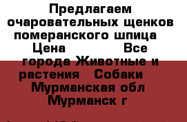 Предлагаем очаровательных щенков померанского шпица › Цена ­ 15 000 - Все города Животные и растения » Собаки   . Мурманская обл.,Мурманск г.